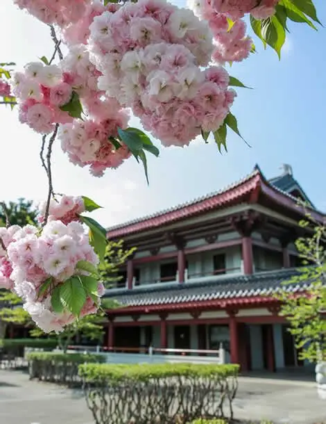 Fo Guang Shan Temple Auckland Cherry Blossom Festival